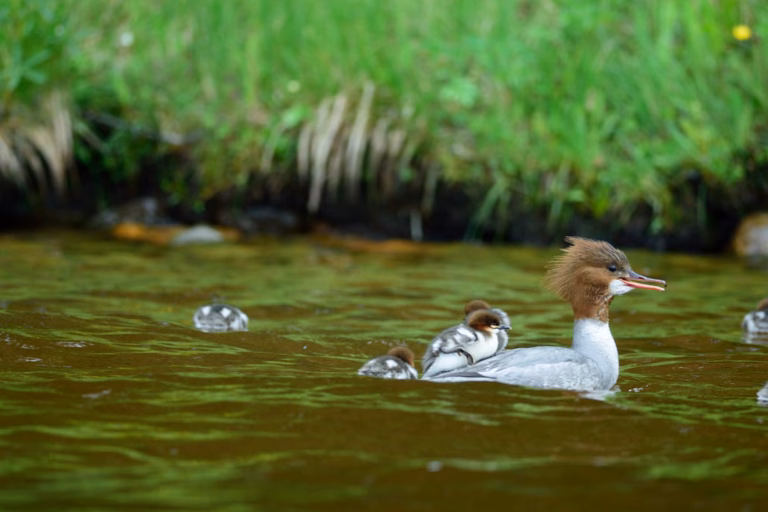 Höytiäinen järviluonnon ominaispiirteet