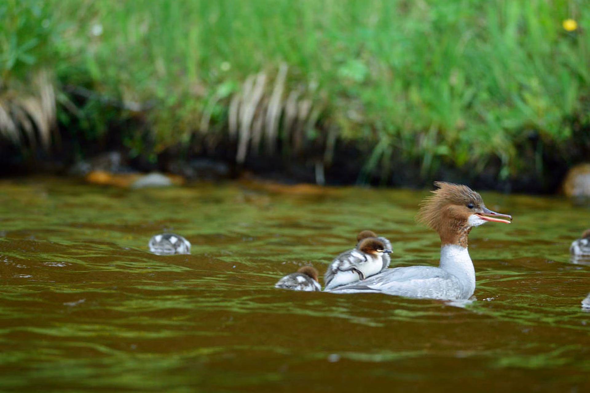 Höytiäinen järviluonnon ominaispiirteet