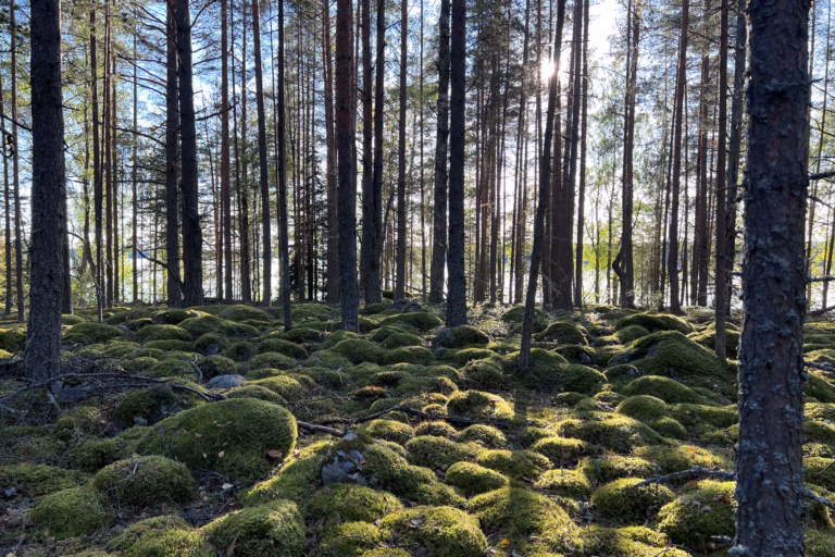 Sammaloitunut pirunpelto